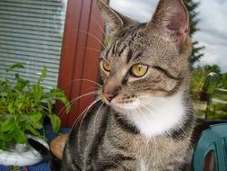 pet cat with yellow eyes