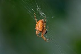 orange spider on a web on blurred background