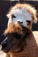 Cute colorful llamas in the wild