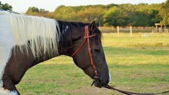 horse in a meadow in texas