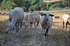 herd of goats in the meadow