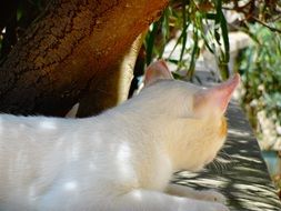 relaxed white cat