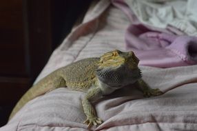 Reptile on the bed