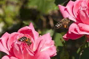 Bees collect nectar on pink roses