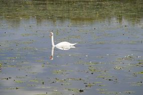 white swan on a lake among aquatic plants