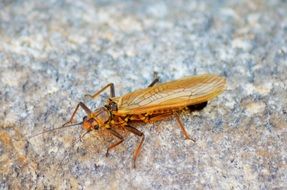 pairing Cicada