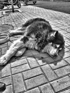 Dog Black And White photo