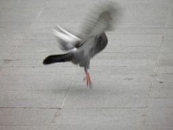 pigeon takes off