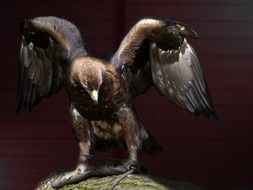 bird of prey Adler