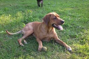 Brown dog is lying on the grass