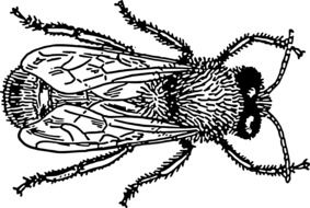 insect with wings as a graphic image