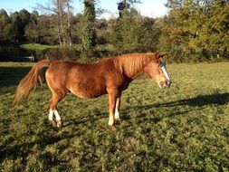 Brown Horse is on a farm