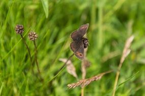 gatekeeper butterfly in wildlife