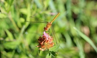 green dragonfly on a flower closeup