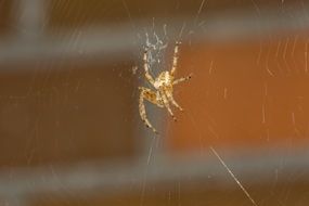 Spider on a web against the brick wall