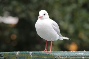 standing white seagull