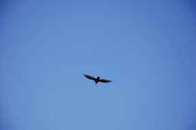 Vulture Scavenger Bird flight