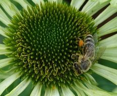 Close-up of the honey bee on green flower