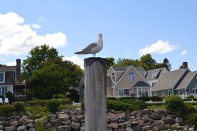 Seagull Coastline