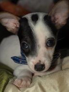 white puppy with black spots