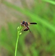 mason wasp on the green plant