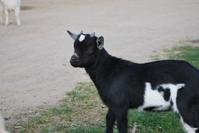 black and white little goat