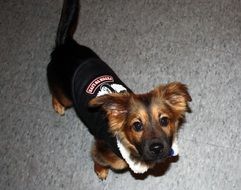 astounding Small dog