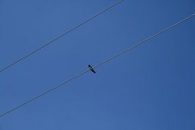 the bird is sitting on a wire against the blue sky