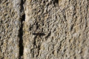 black ant on stone wall