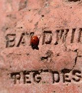 ladybug on a brick wall