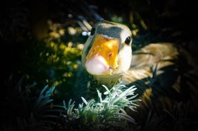 photo of domestic duck