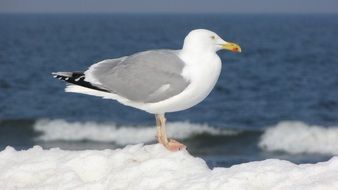 the seagull stands on the ice