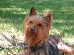 Face of the cute brown dog