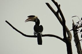 perched malabar pied hornbill