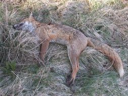 Dead fox in wildlife