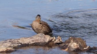 Birds on River