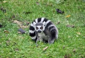 attractive Ring-Tailed Lemur