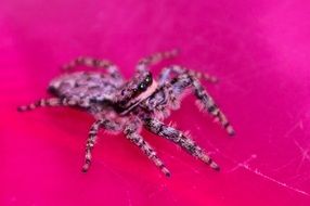 jumping spiders on the pink background