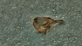 thrush in wildlife