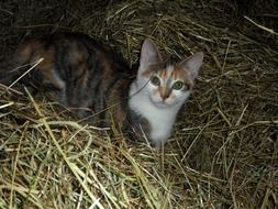 cat resting on hay