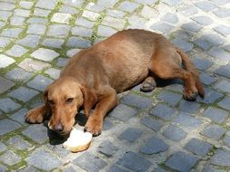 Dachshund eating a roll on the pavement