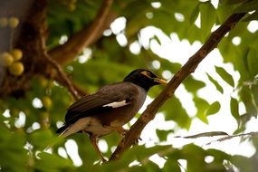 Myna Bird on tree branches close-up on blurred background