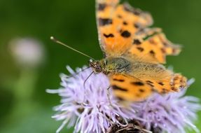 Butterfly on the thistle