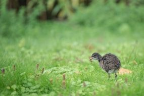 gray duckling on a green meadow