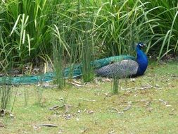 colorful peacock in a natural environment