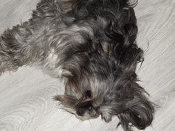 Family Dog