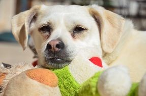 white domestic dog and stuffed toy