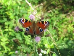 butterfly on a flower against a green plant