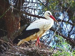 wild stork in the nest