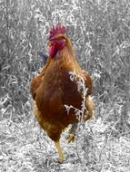 rooster in the grass in monochrome
